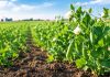 Herbicide Carryover