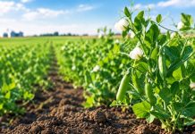 Herbicide Carryover