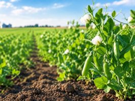 Herbicide Carryover