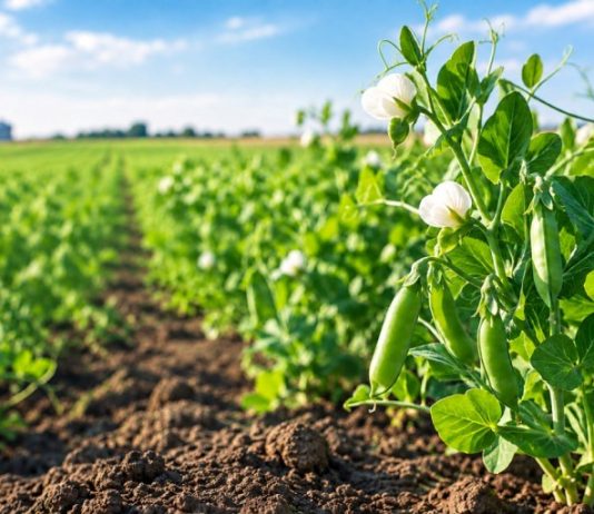 Herbicide Carryover